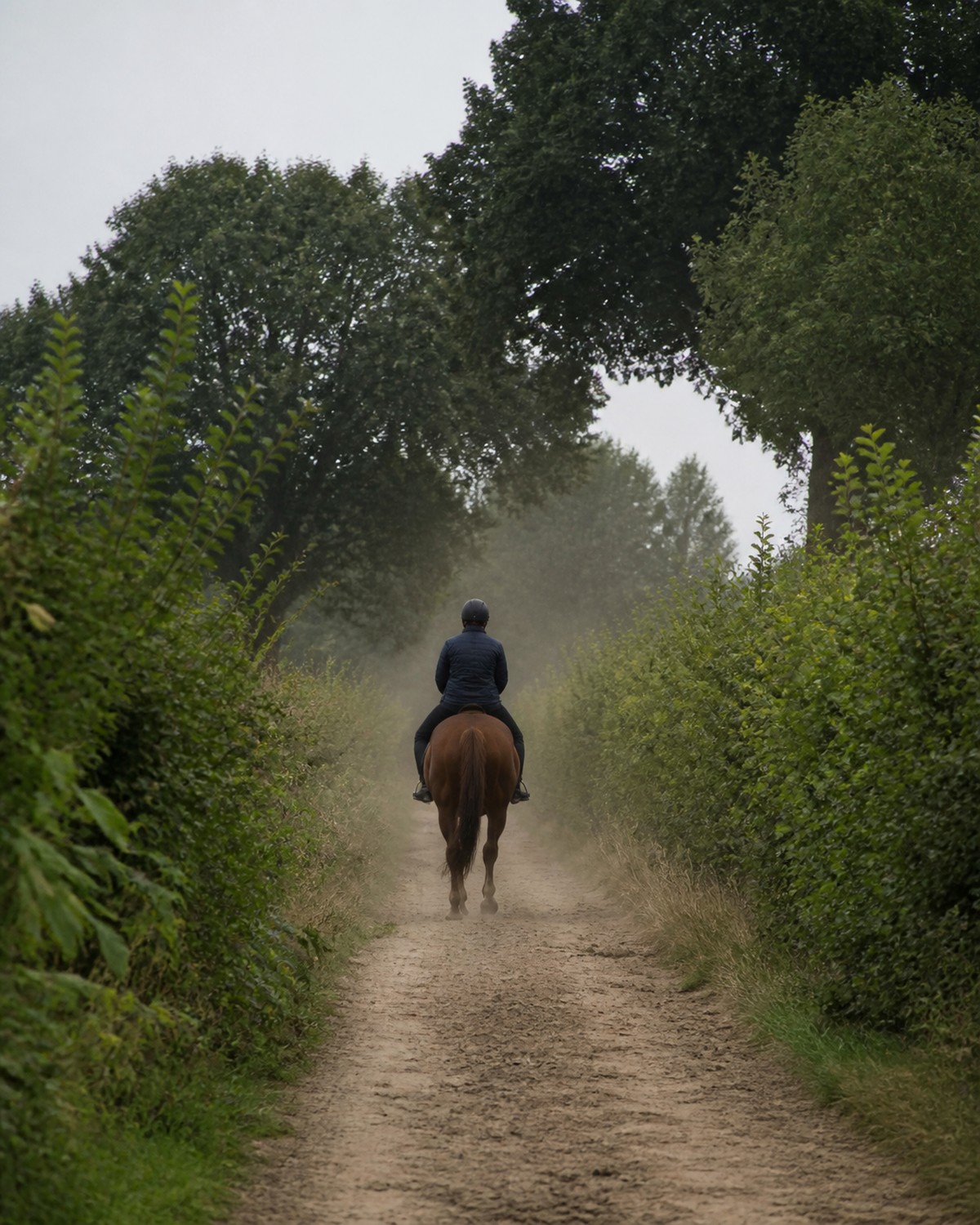 Sandweg durch den Wald, wie er sich zum Ausreiten anbietet