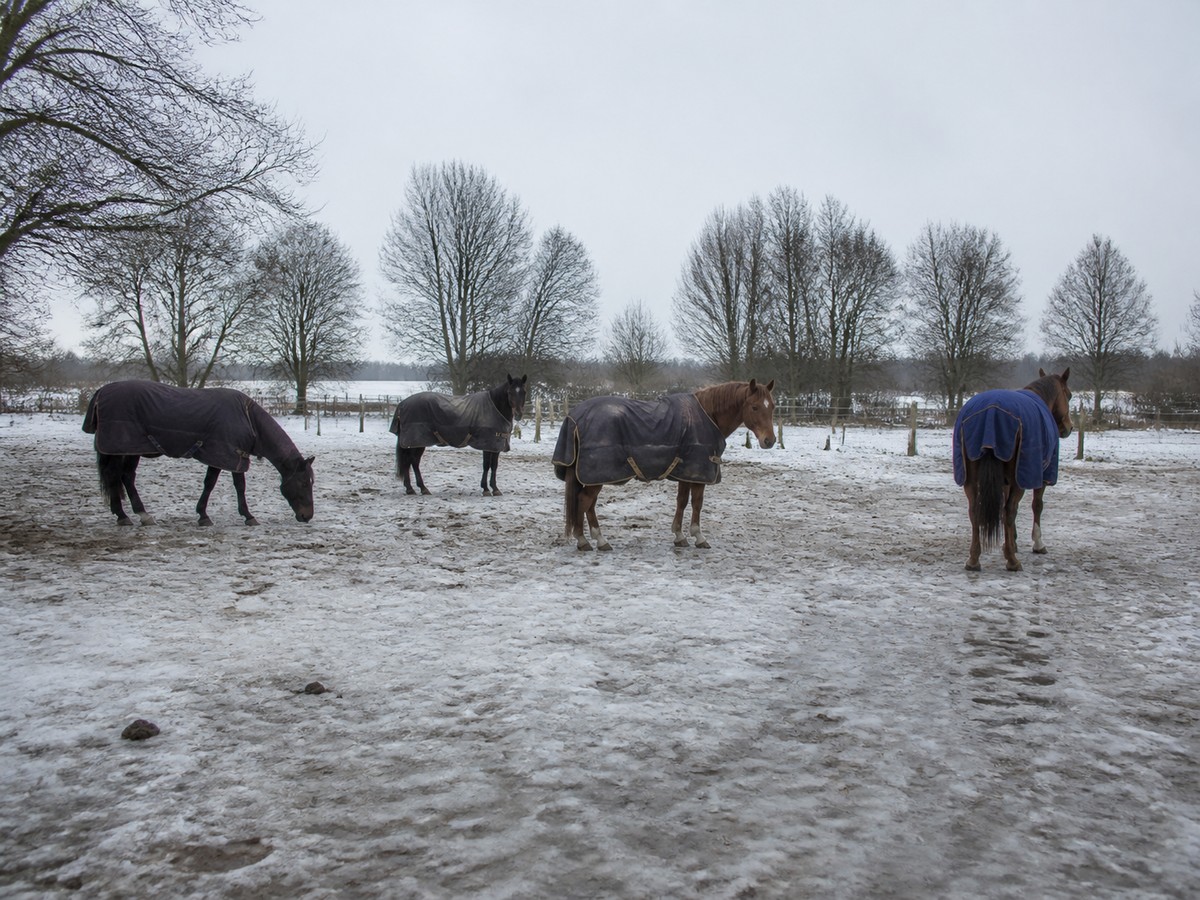 Zwei eingedeckte Pferde auf einem befestigten Winterpaddock